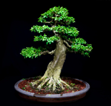 bonsai especie olivo