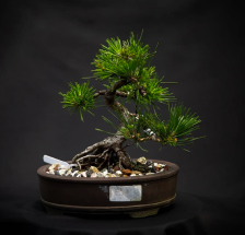 bonsai de Pino negro