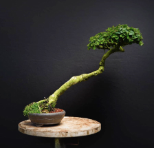 bonsai de olivo