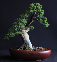 bonsai de Juniperus