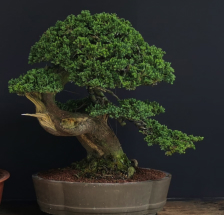 bonsai cipres rastrero