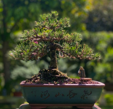 bonsai Pino negro