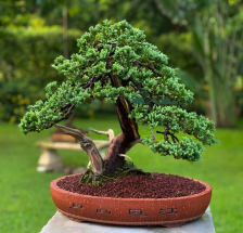 bonsai Cipres rastrero