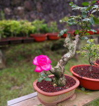 bonsai de rosa