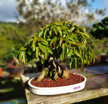 bonsai de ficus