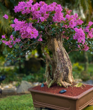 bonsai de veranera