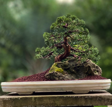 bonsai de juniperus