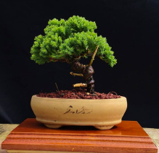 bonsai de Cipres