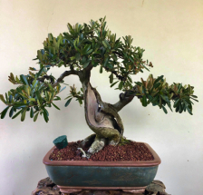 bonsai de Piracanta