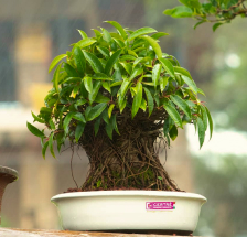 bonsai de Ficus