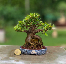 bonsai de Ficus