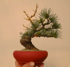 bonsai de Pino negro