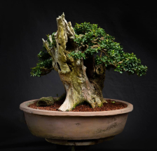 bonsai de olivo