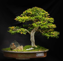 bonsai de jaboticaba