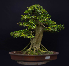 bonsai de olivo