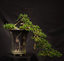 bonsai Cipres rastrero