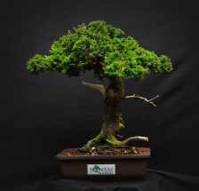 bonsai Cipres rastrero