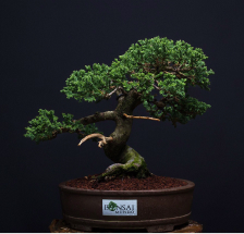 bonsai Cipres rastrero