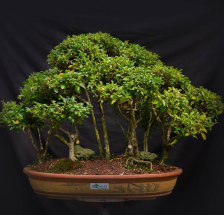 bonsai de olivo