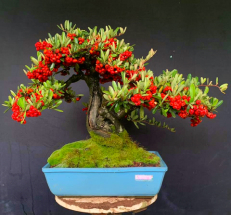 bonsai con frutos rojos