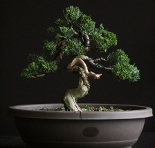 bonsai juniperus