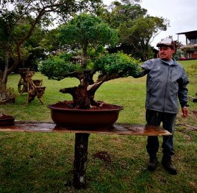 persona cuidando un bonsai